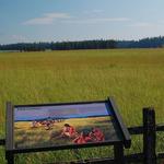 Weippe Prairie