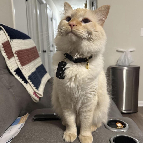 Pet Sitting For Our Honeymoon