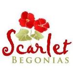 Scarlet Begonia