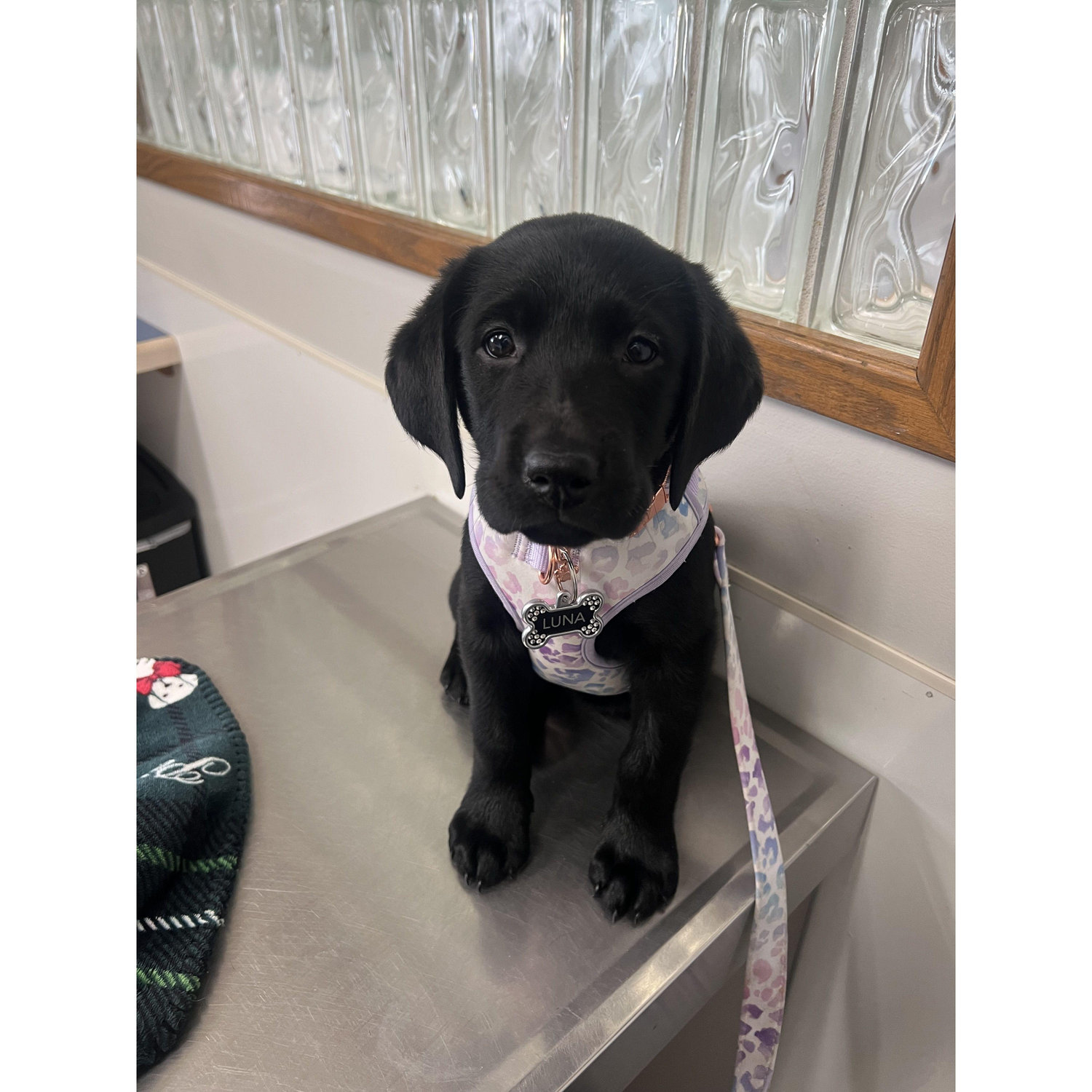 March 28th, 2025 - Brought Luna Home