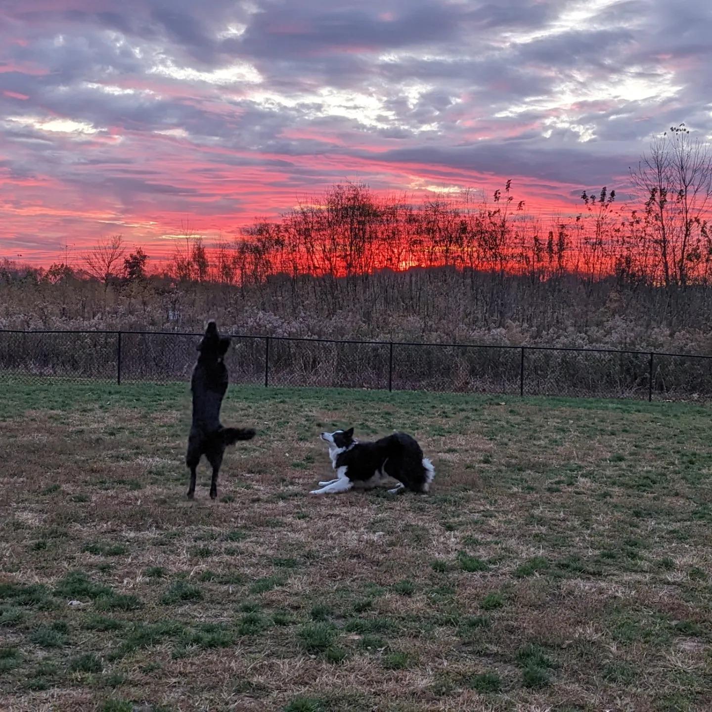 fetch is life