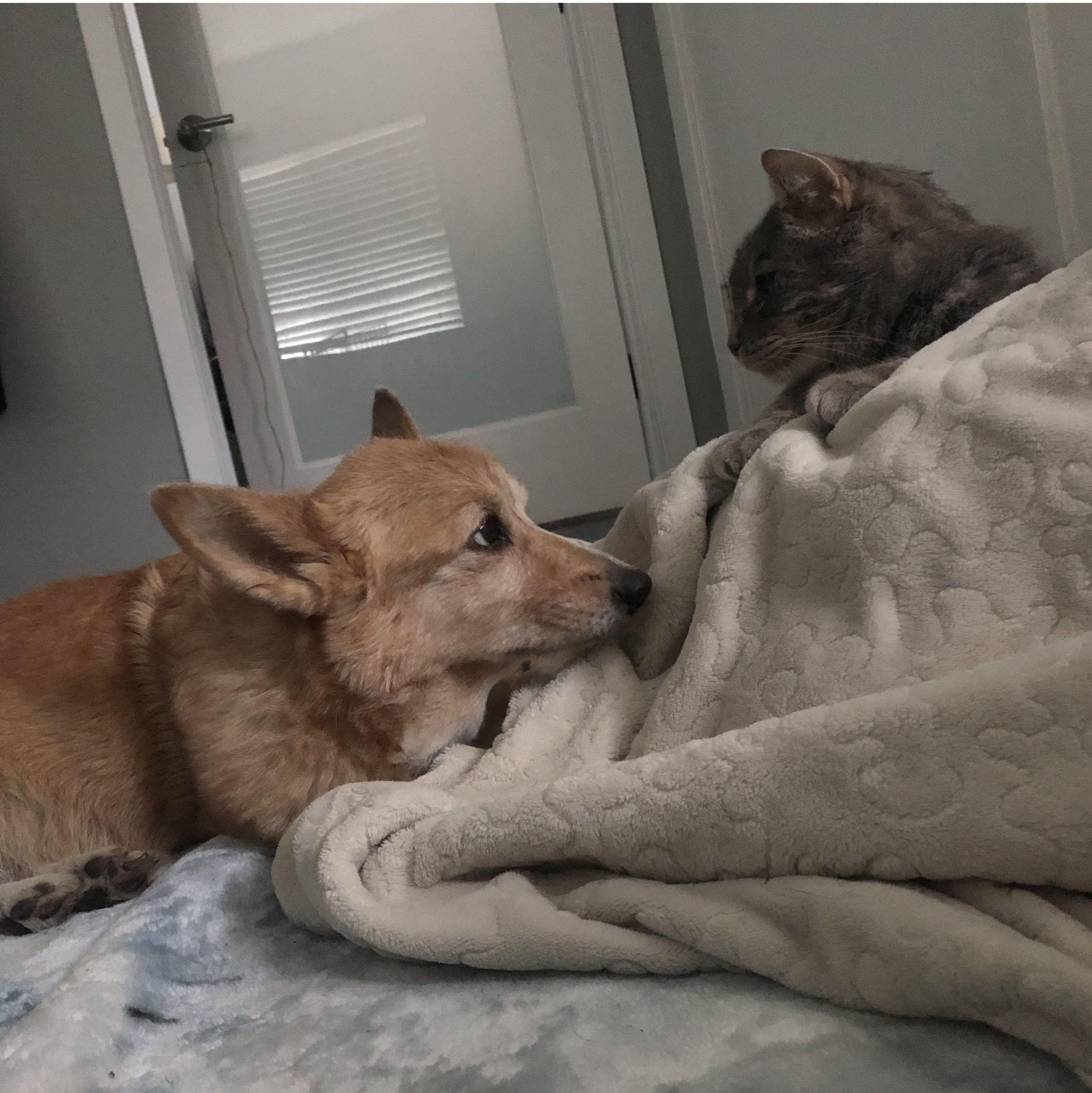 The potato and the nugget