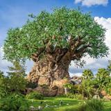 Disney's Animal Kingdom Theme Park