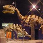 Delaware Museum of Natural History