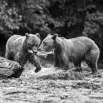 Wild Coast Excursions