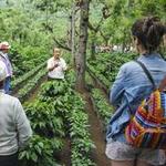 Take a Coffee Tour at Filadelfia Coffee Resort