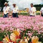 Santa Elena Flower Farm