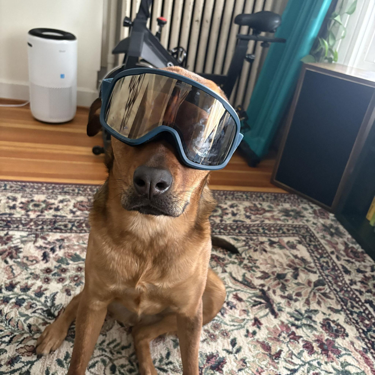 Jax loves to shred powder!