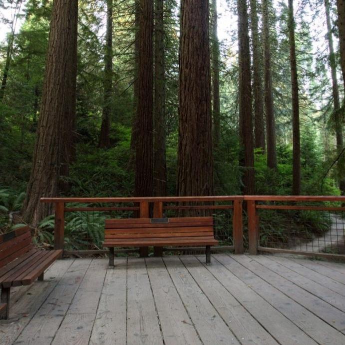 Redwood Deck - ceremony venue