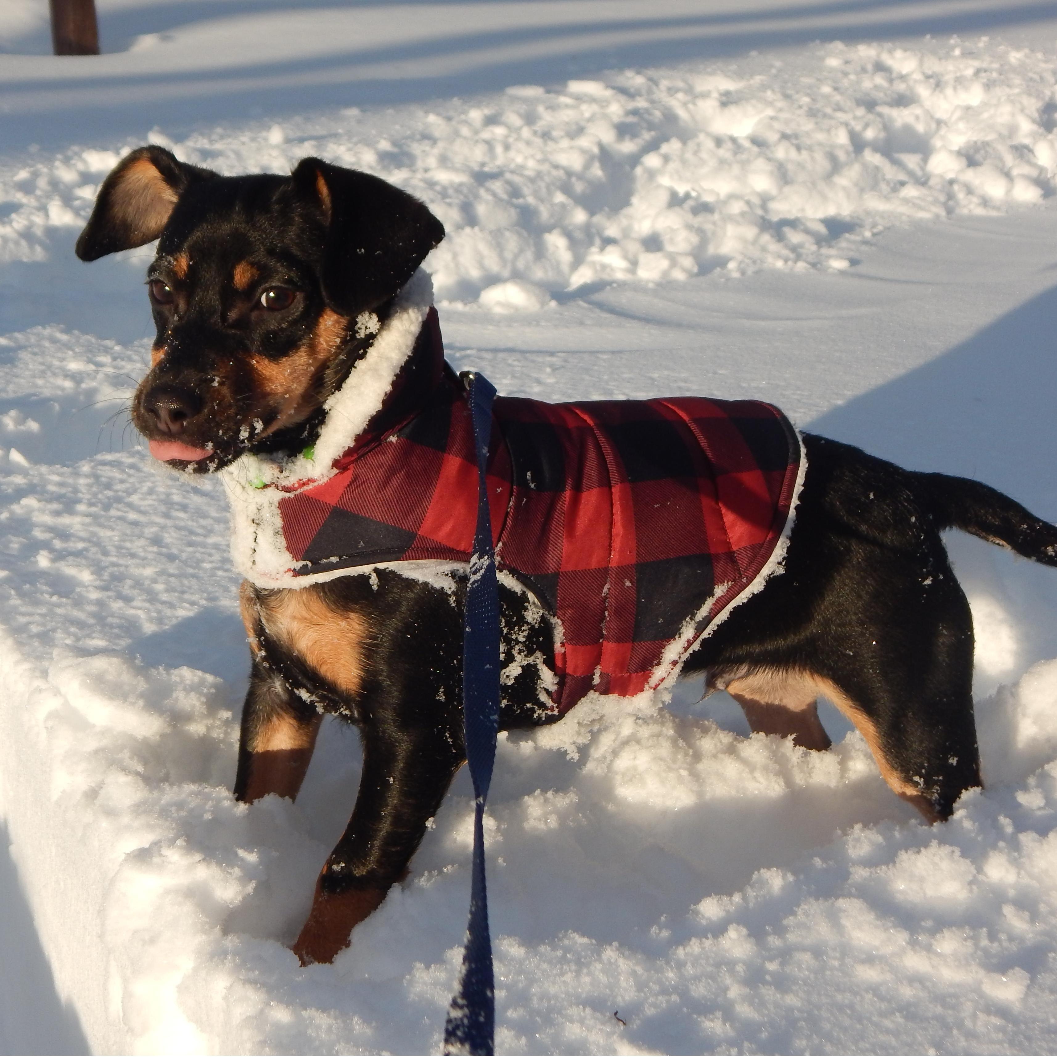 In November 2015, Rowan joined the fam. This is a photo from his first snow day 💕