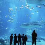Georgia Aquarium