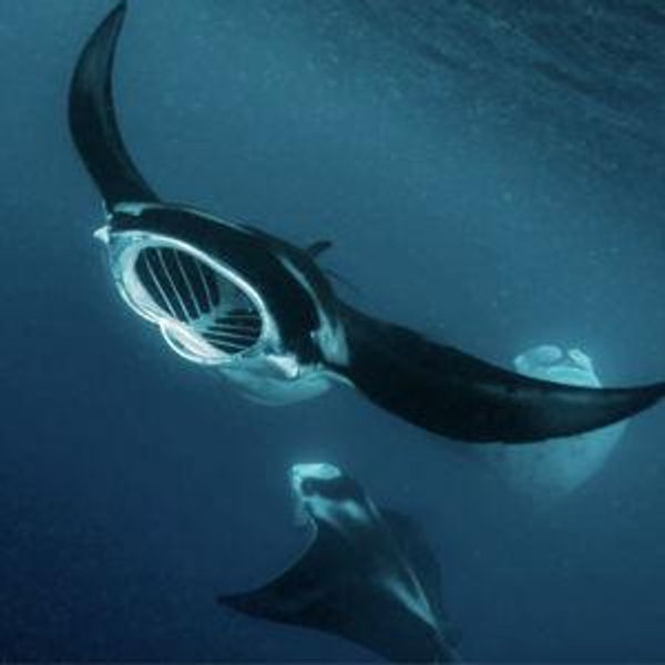 Manta Ray Night Snorkel