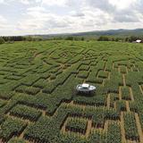 Great Vermont Corn Maze