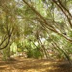 Buena Vista Park