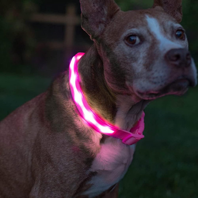 Blazin LED Light Up Dog Collar - 1,000 Feet of Visibility - Brightest for Night Safety - USB Rechargeable with Water Resistant Glowing Dog Collar Light