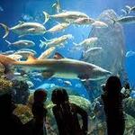 Tennessee Aquarium
