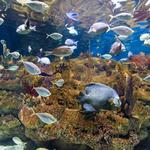 North Carolina Aquarium at Fort Fisher