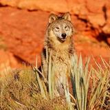 Arizona-Sonora Desert Museum