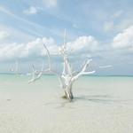 The Lone Tree