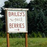Bailey U-Pick Farm