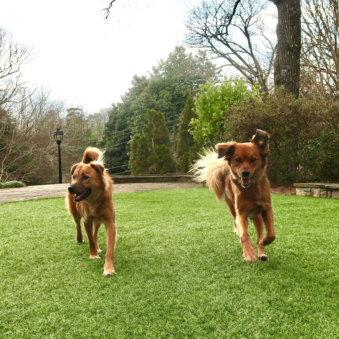 This page wouldn’t be complete without a picture of our two dogs - Bella & Benji!