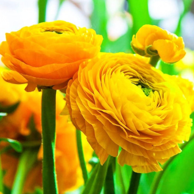 10PCS Mixed Color Yellow/Red/Pink/Purple/White Ranunculus Bulbs Double Buttercups Spring Rose Bulb Wedding Flower Bulbs (10, Yellow)