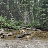 Williamson Campground, USFS