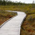 Bangor City Forest