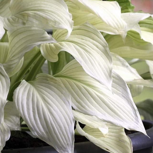 White Feather Hosta - UNBELIEVABLE/RARE/NEW - Bareroot