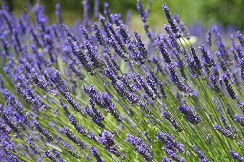 Greenwood Nursery: Live Perennial Plants - Provence Lavender + Lavandula x Intermedia - [Qty: 2X Pint Pots] - (Click for Other Available Plants/Quantities)