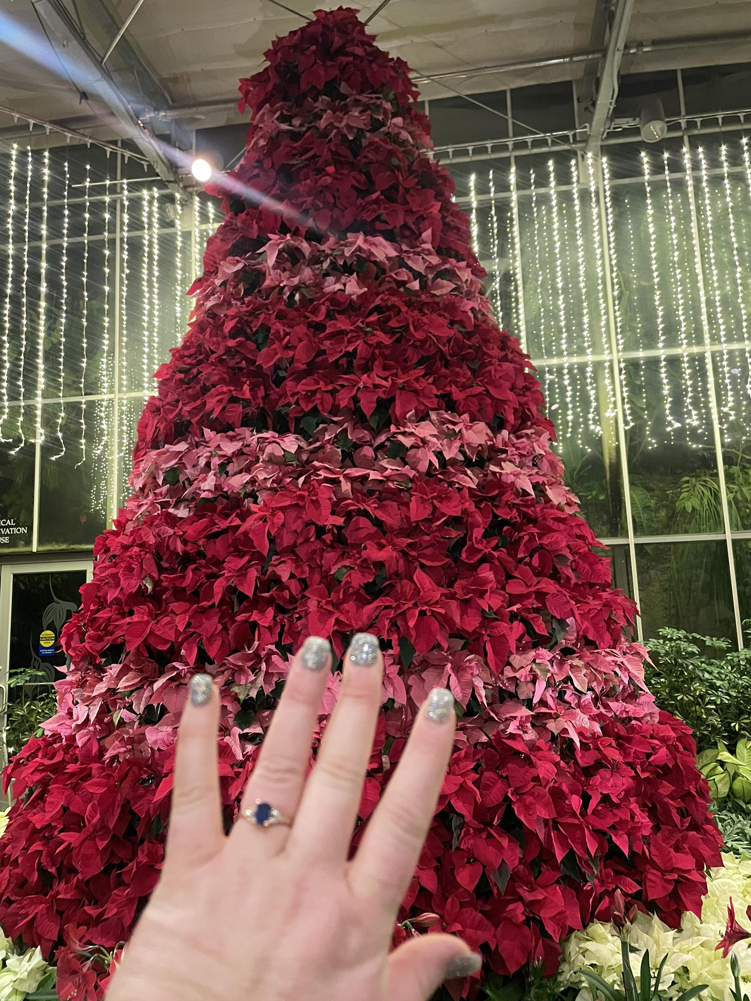 A beautiful poinsettia tree!