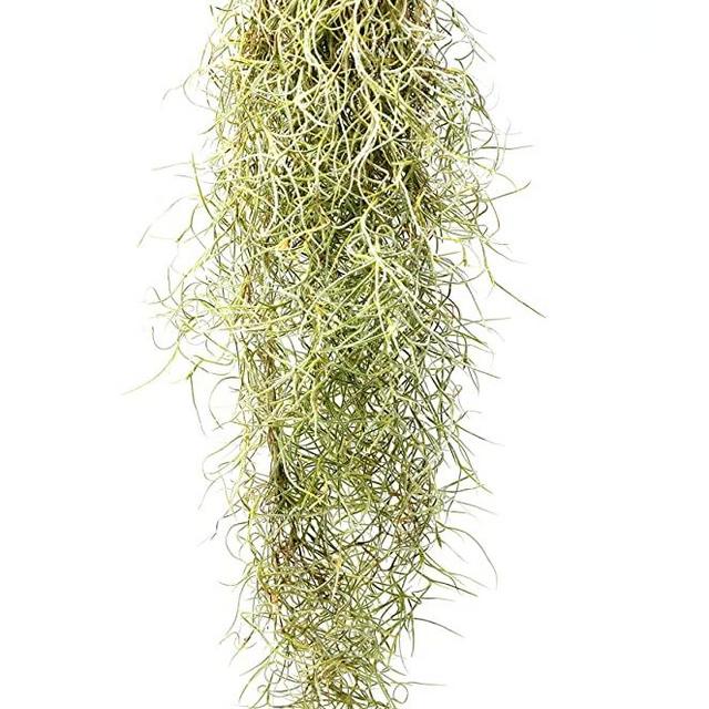 HOUSE PLANT SHOP | Spanish Moss | Live Air Plant | Free Care Guide