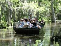 Swamp Tour New Orleans