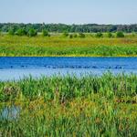 Sweetwater Wetlands Park