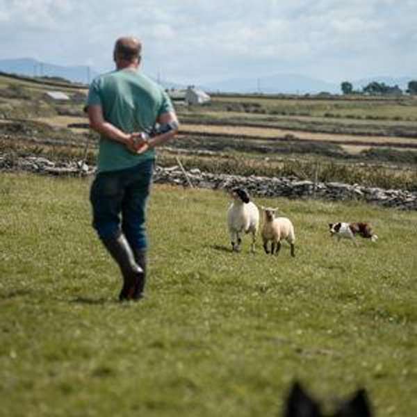 Sheep Dog Demonstration