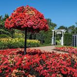 Kingsbrea Garden