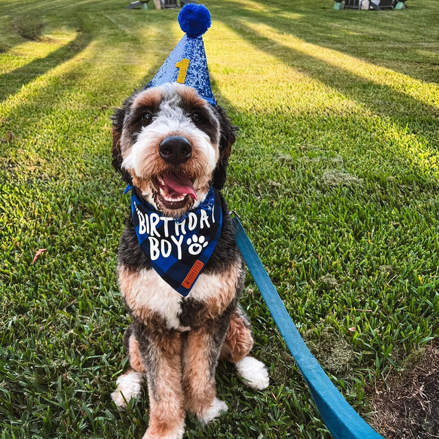 Hank’s Backyard Fund