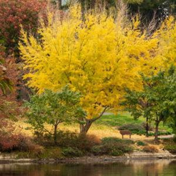 Ginko 'Autumn Gold' (Male Cultivator)