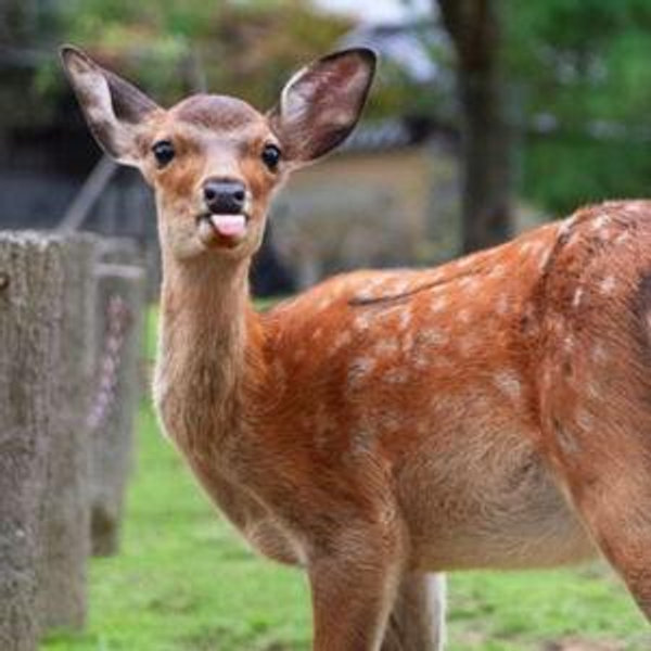 Day Trip to Feed The Nara Deer!