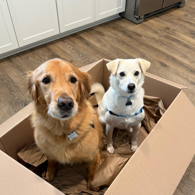 Wedding Pet Sitter Fund