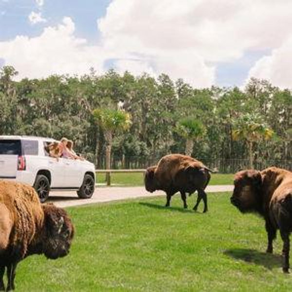 Animal Encounter at Wild Florida On Our Honeymoon