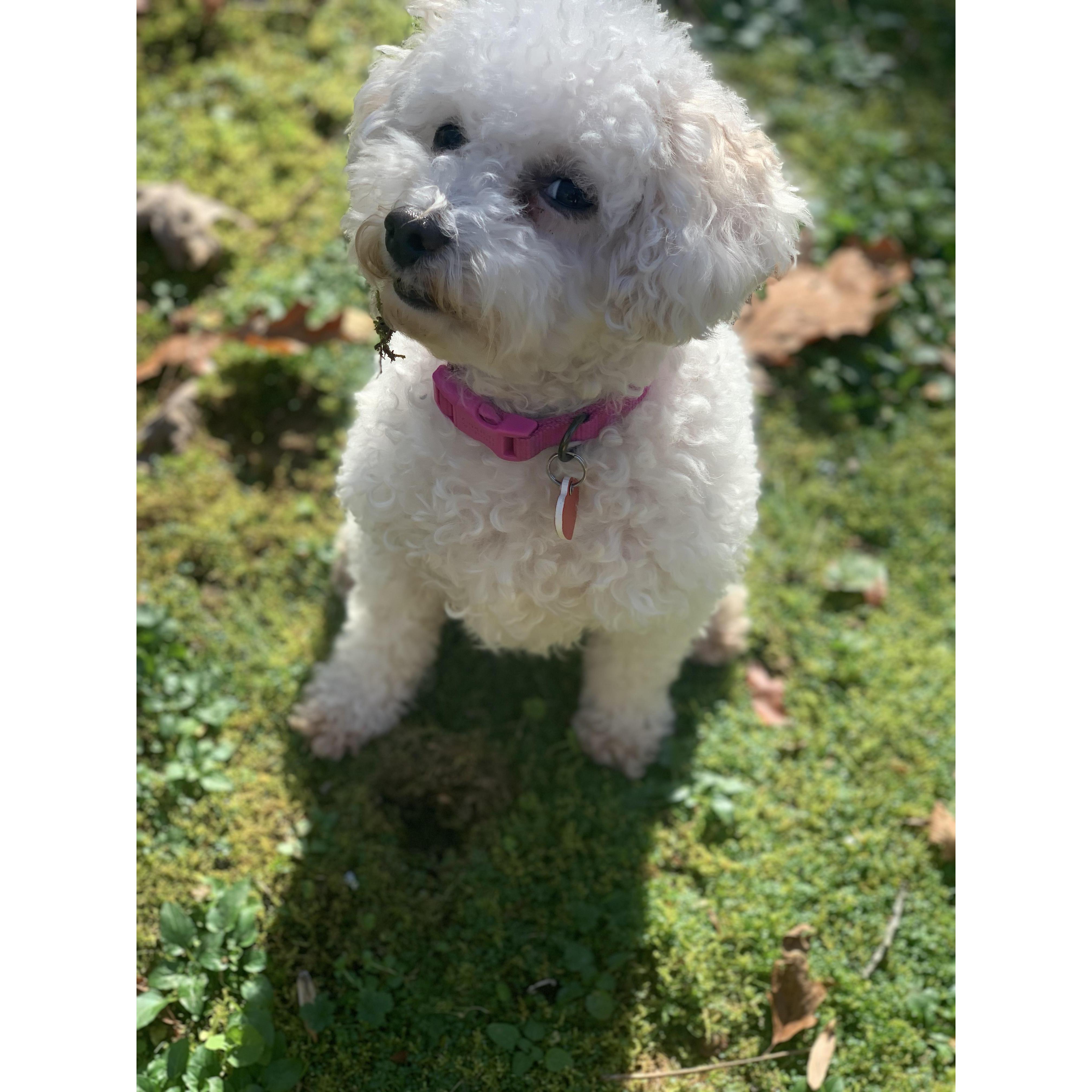 Eloise the Adventure Poodle!