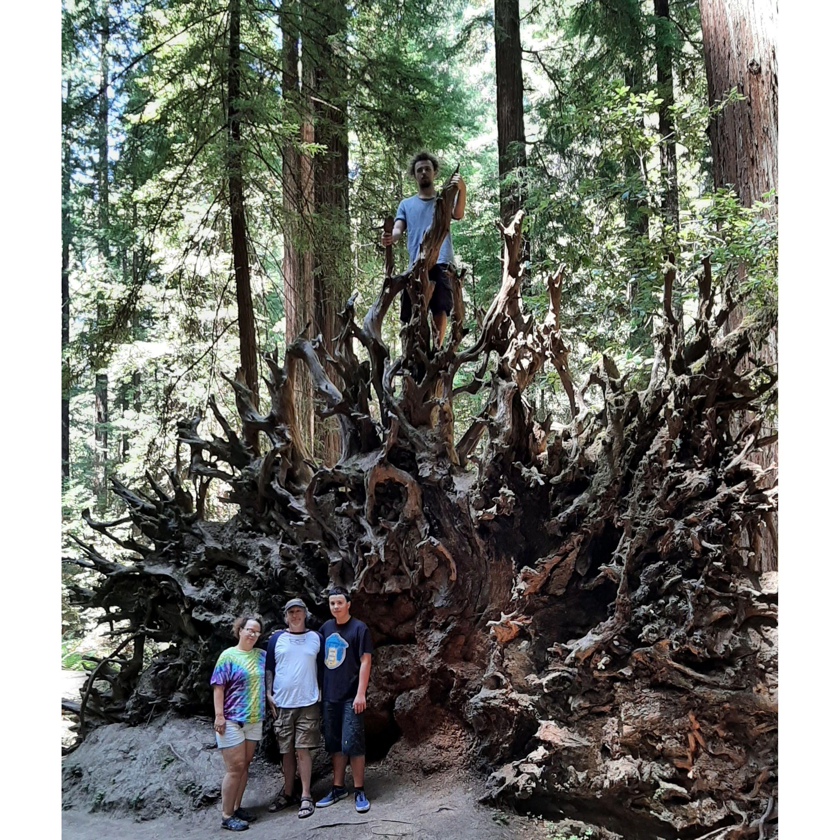 fun times in the redwoods