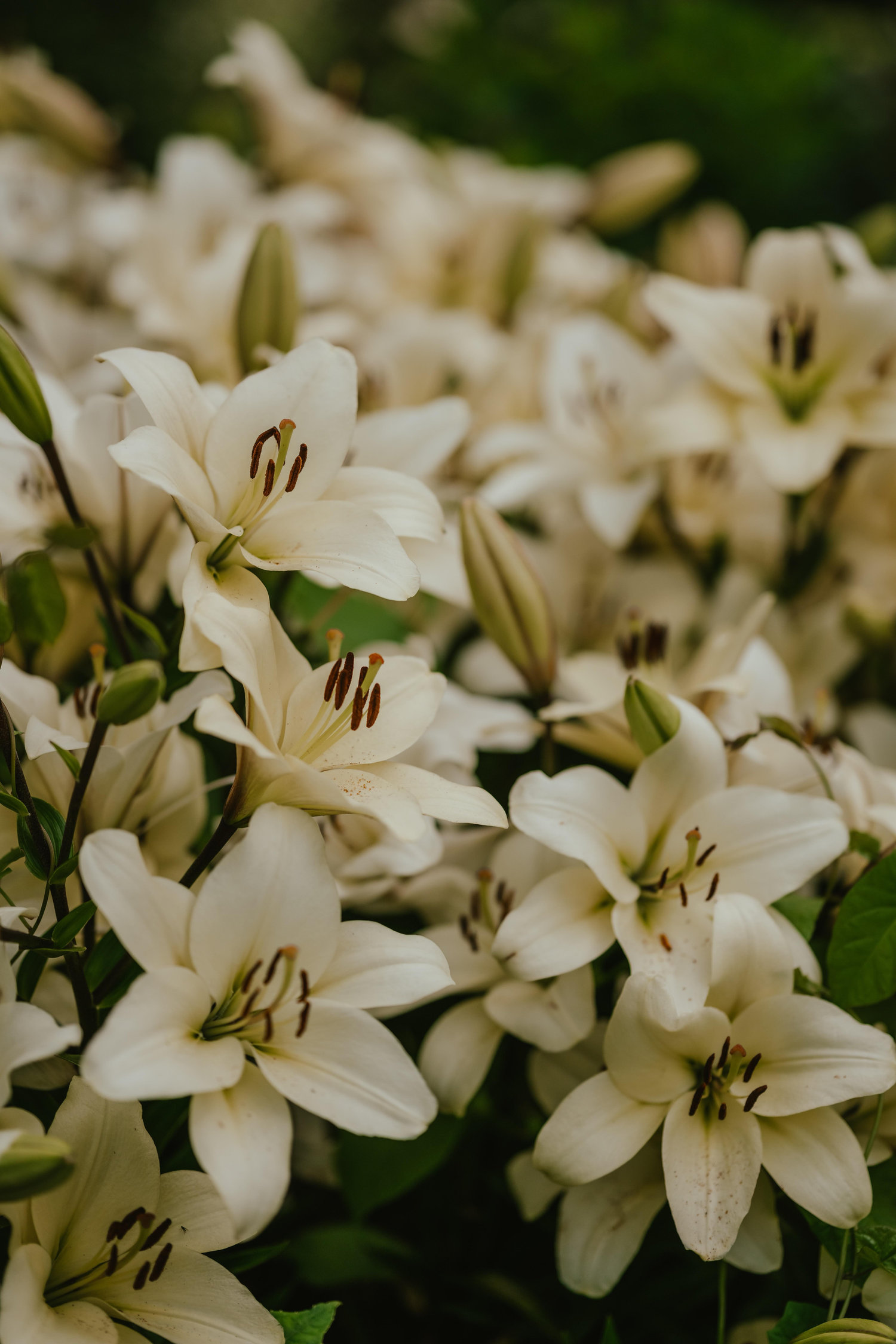 The Wedding Website of Milena Gamez and Vincent McIntosh