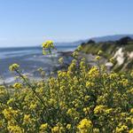 Coronado Butterfly Preserve, The Land Trust for Santa Barbara County