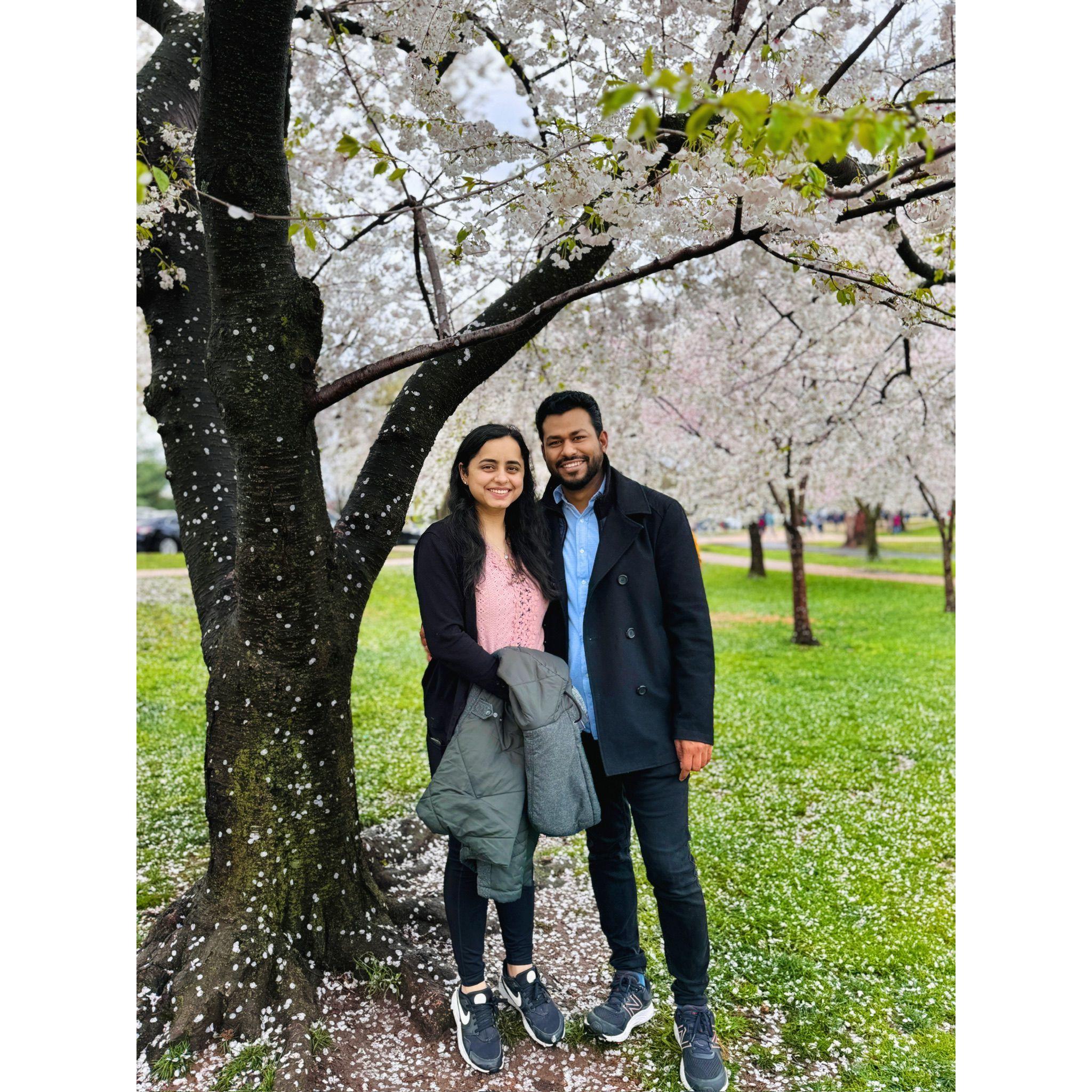 Where the cherry blossoms bloomed, love began to blossom too.