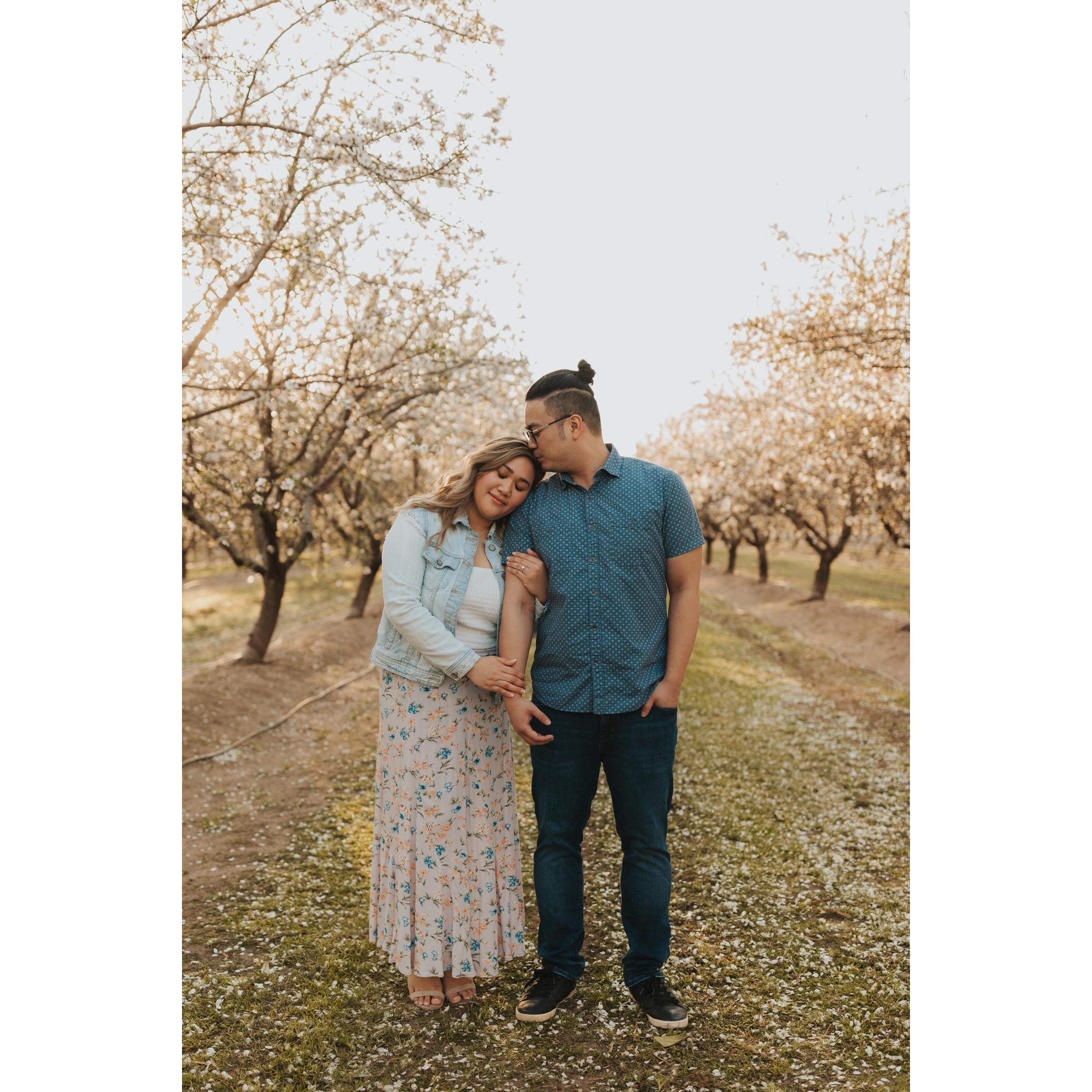 Almond Orchard — Modesto, CA