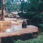 Milwaukee County Zoo – Lions, Tigers, and Bears—Oh My!