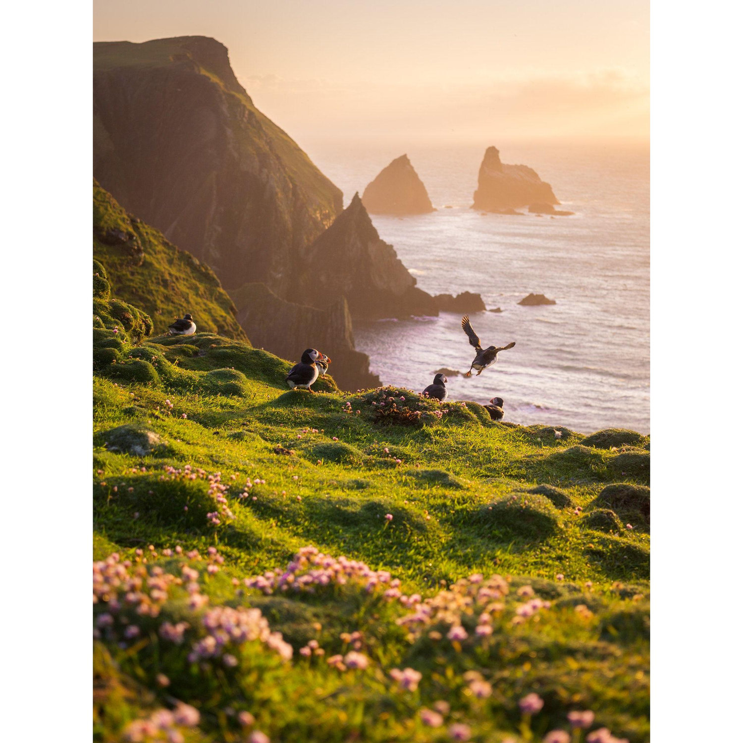 The North of the island between North Light and Easter Loder is a top spot for puffin watching