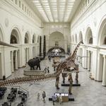 Field Museum
